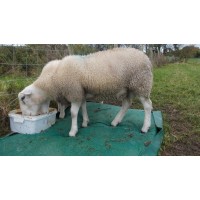 Latest Research in to Sheep Lameness 